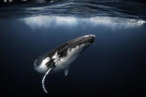 Humpback whale swimming beneath the ocean surface