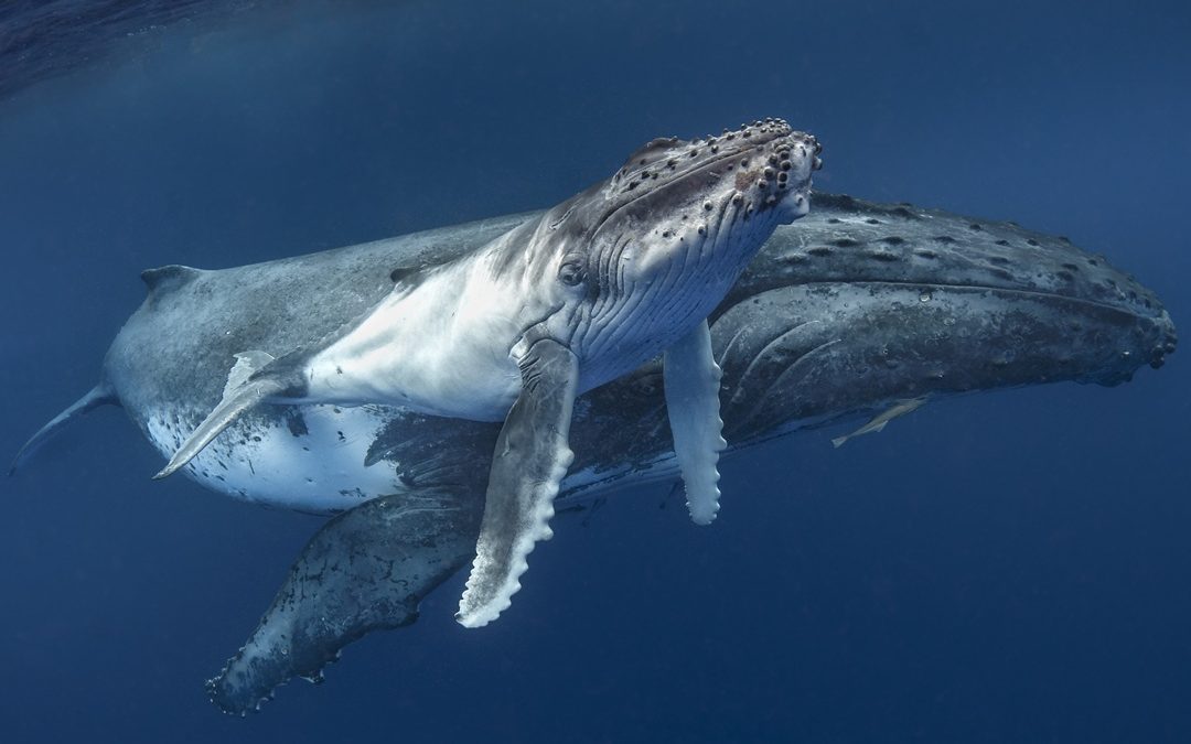 Humpback Highway to Hell