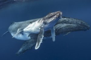 Humpback whale calf swimming beside its mother